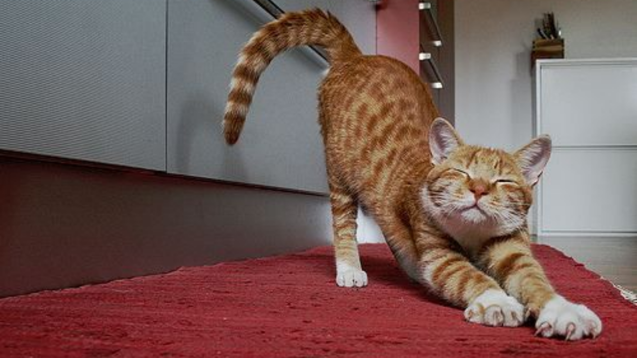 Kediler Neden Dört Ayak Üstüne Düşer (4)