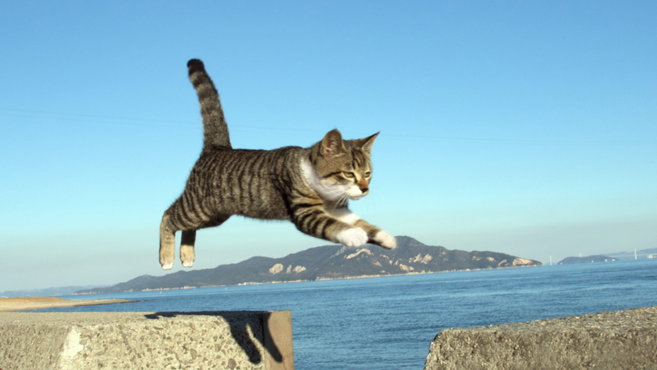 Kediler Neden Dört Ayak Üstüne Düşer (6)