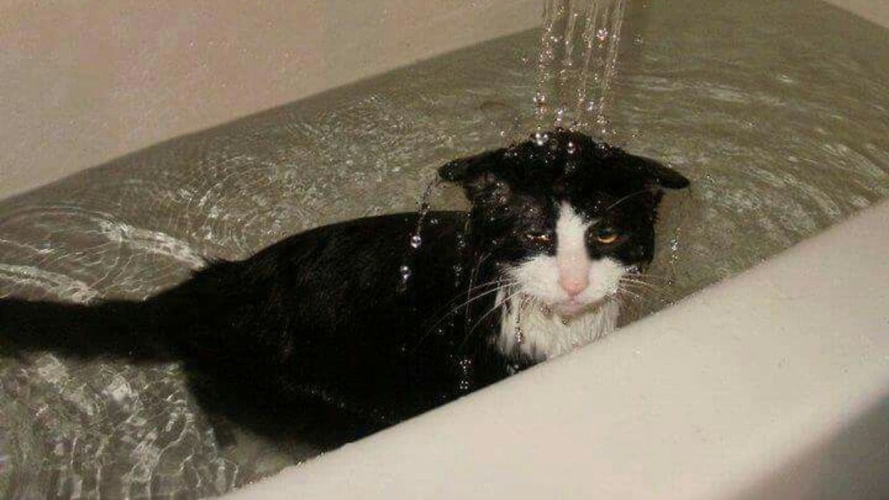 Kediler Neden Suyu Sevmez (1)