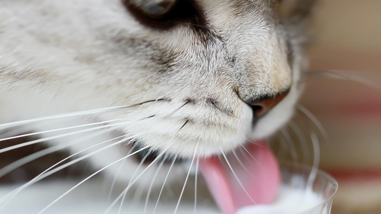 Kediler Süt Içebilir Mi (1)