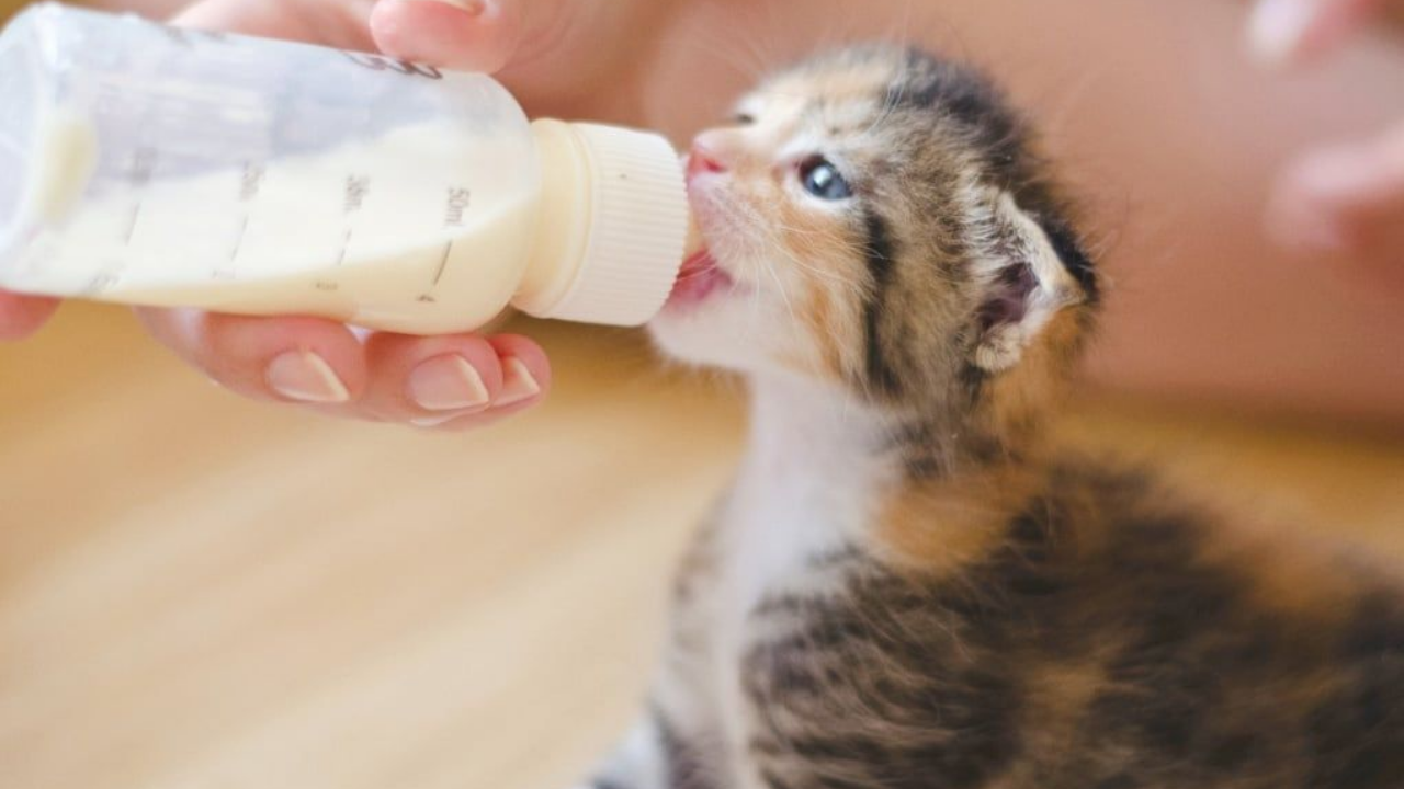 Kediler Süt Içebilir Mi (3)