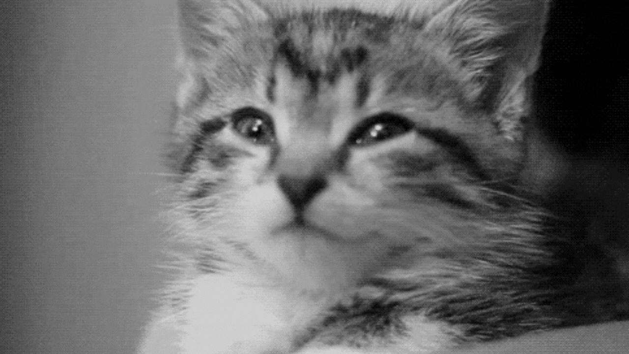 Kedilere “Seni Seviyorum” Demenin Bilimsel Yolu (1)