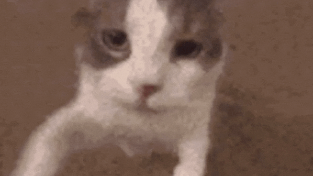 Kedilere “Seni Seviyorum” Demenin Bilimsel Yolu