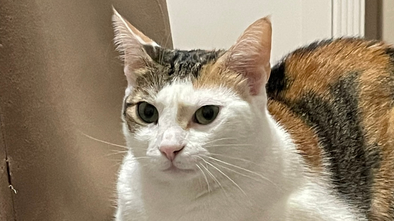 Kedilerin Neden Dokuz Canlı Olduğu Söylenir Efsanenin Kökeni Şaşırtıyor (1)