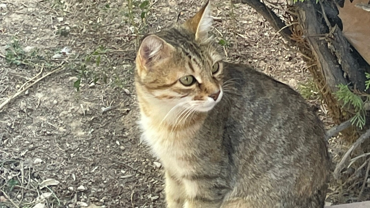Kedilerin Neden Dokuz Canlı Olduğu Söylenir Efsanenin Kökeni Şaşırtıyor (2)