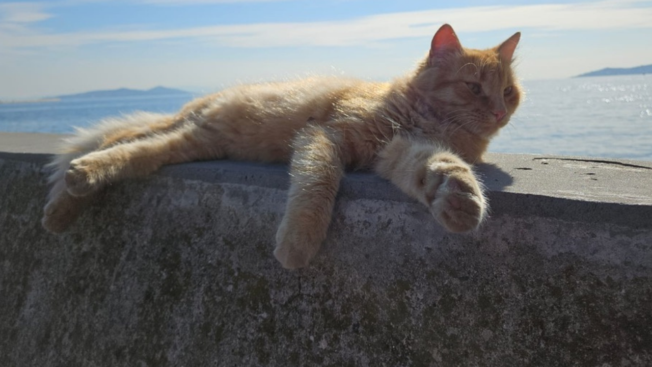 Kedilerin Neden Dokuz Canlı Olduğu Söylenir Efsanenin Kökeni Şaşırtıyor