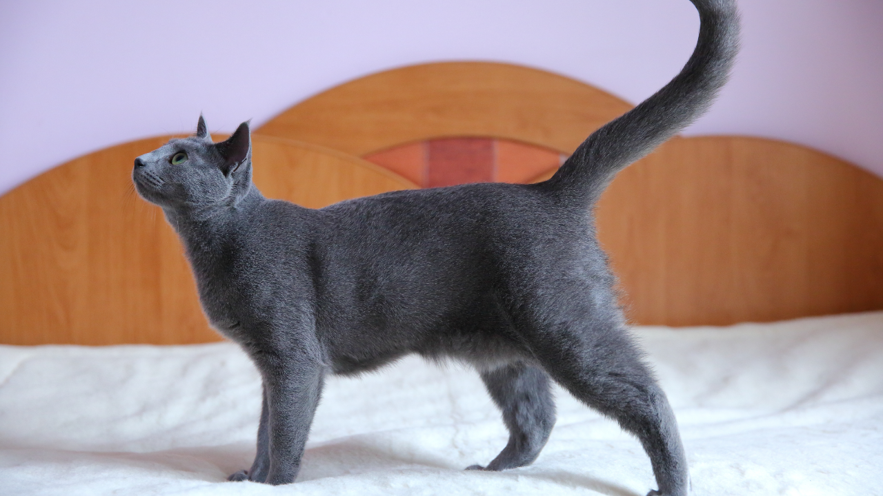 Kedilerin Neden Göbeği Sarkar Obezite Değil! (3)