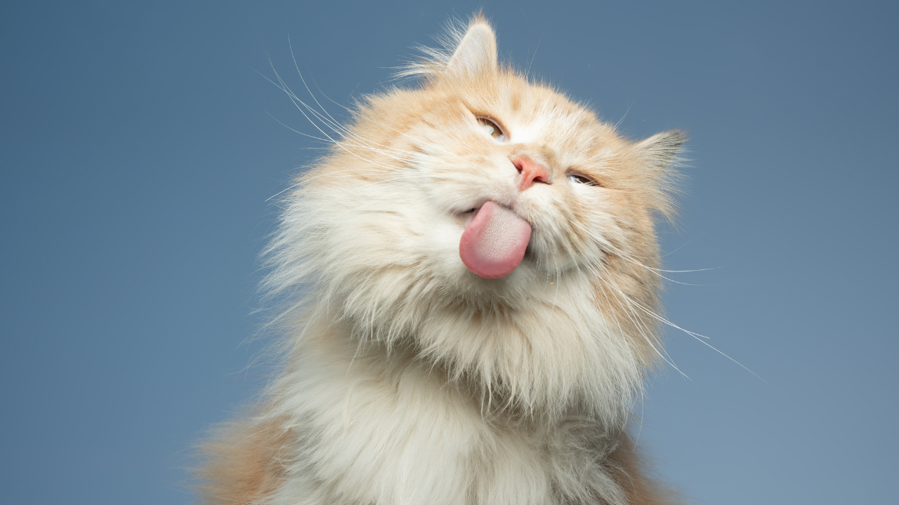 Kediniz Sizi Evet Ya Da Hayır Demeniz Için Mi Eğitiyor (4)