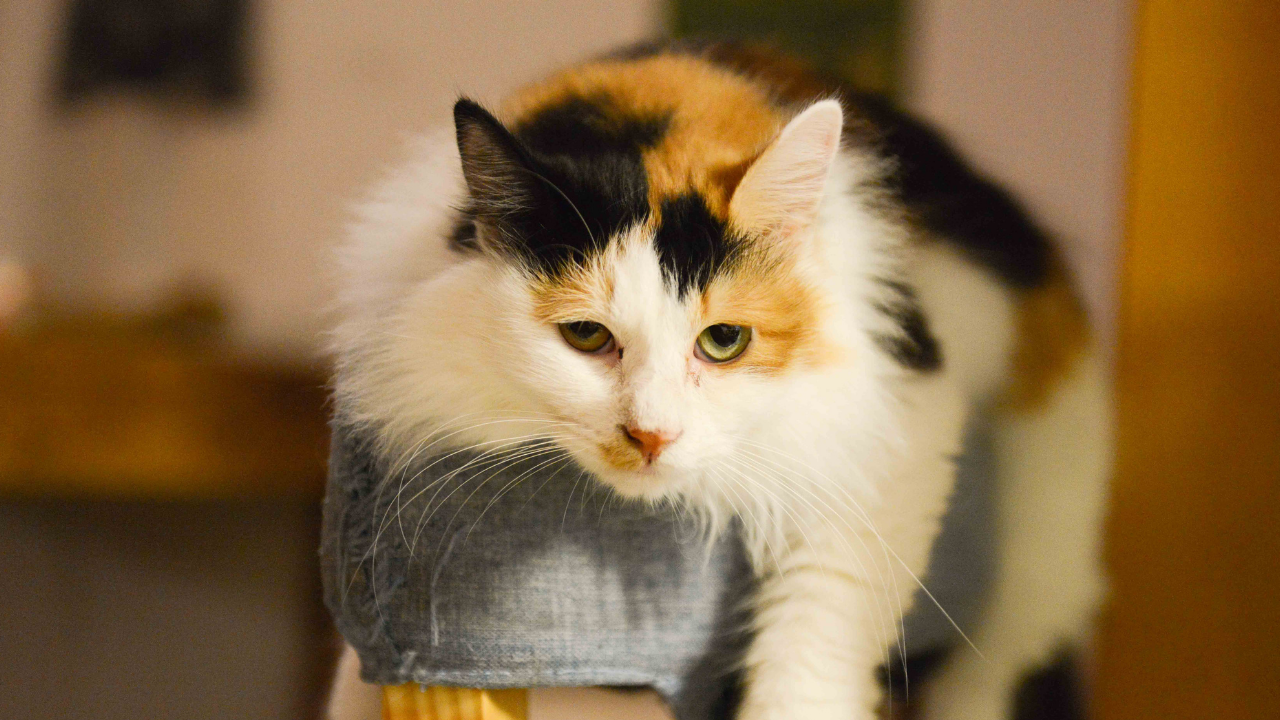 Kediniz Sizi Evet Ya Da Hayır Demeniz Için Mi Eğitiyor (5)