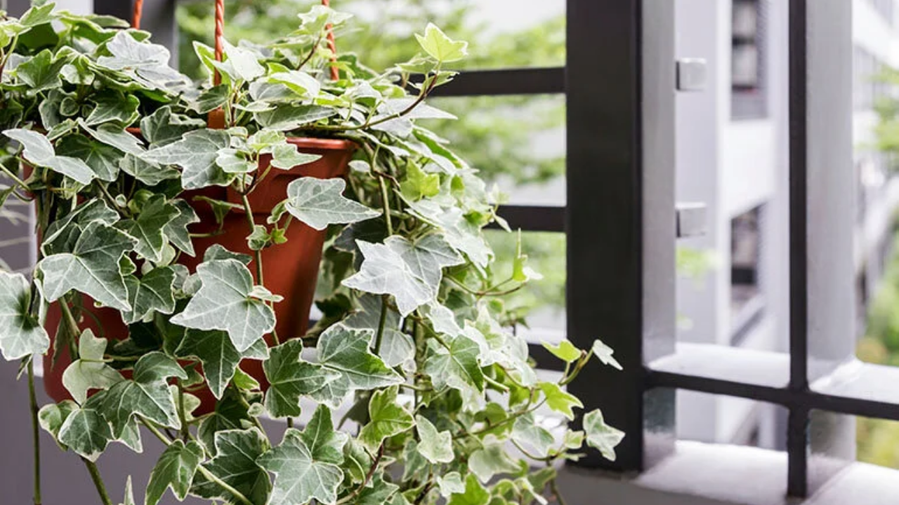 Kışın Evde Rutubeti Önleyen Bitkiler (3)