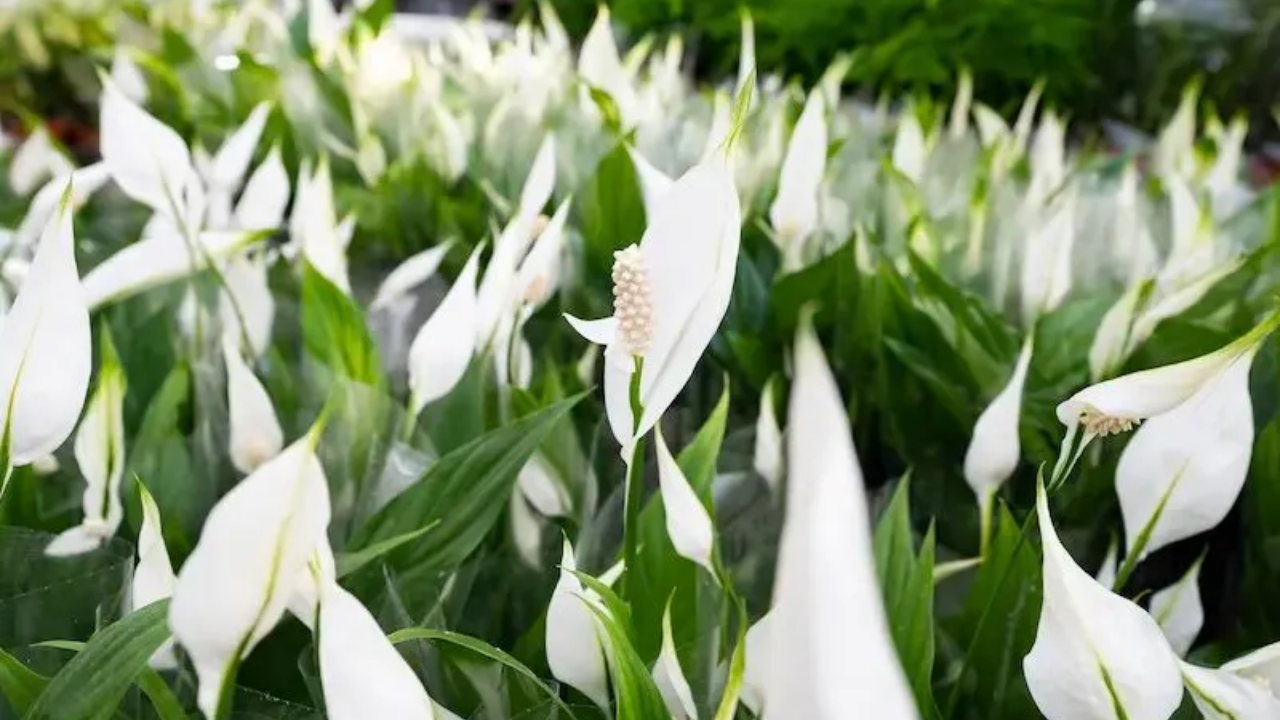 Kışın Evde Rutubeti Önleyen Bitkiler
