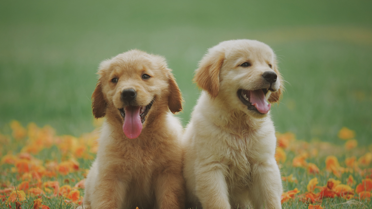 Köpekler 11 Bin Yıl Önce Nasıl Evcilleştirildi (2)