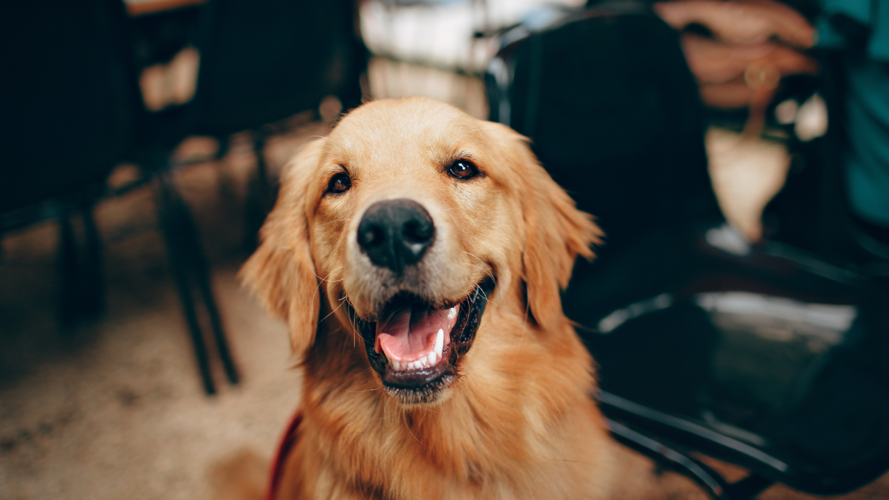 Köpekler 11 Bin Yıl Önce Nasıl Evcilleştirildi