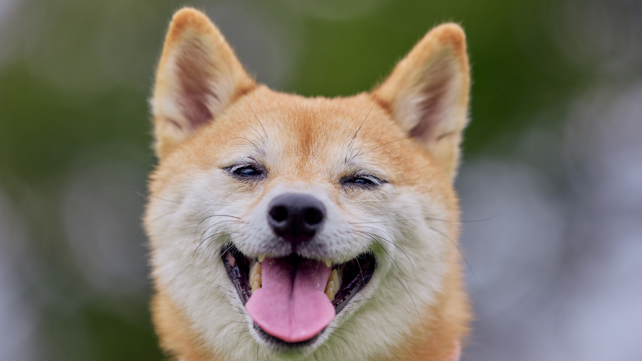 Köpeklerin Dili Neden Hep Dışarıda Uzmanlar Anlatıyor