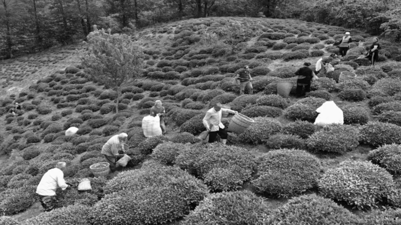 Milli Içeceğimiz Çayın Hayatımıza Nasıl Girdiğini Biliyor Muydunuz (2)