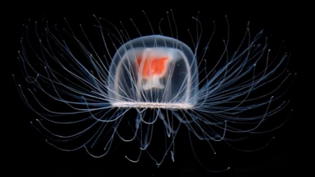 Ölümsüzlük Mümkün Mü Bilimi Peşinden Sürükleyen Denizanası