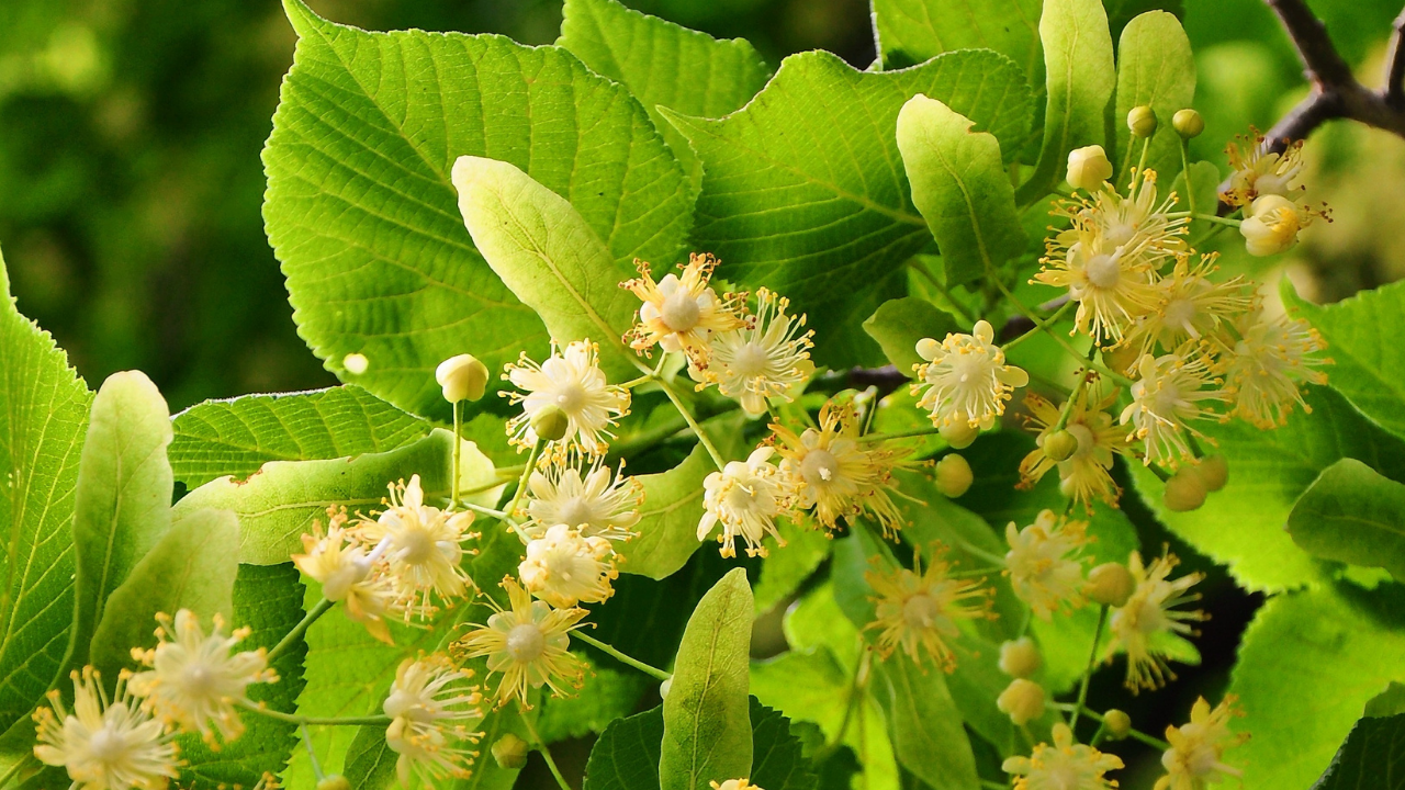 Stresten Uykuya, Gripten Öksürüğe Ihlamurun Bilinmeyen 8 Faydası (1)