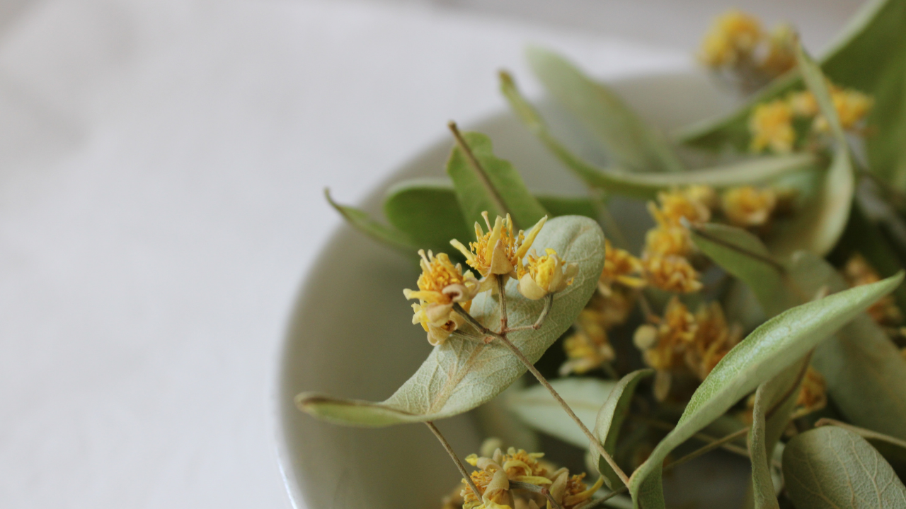 Stresten Uykuya, Gripten Öksürüğe Ihlamurun Bilinmeyen 8 Faydası (2)