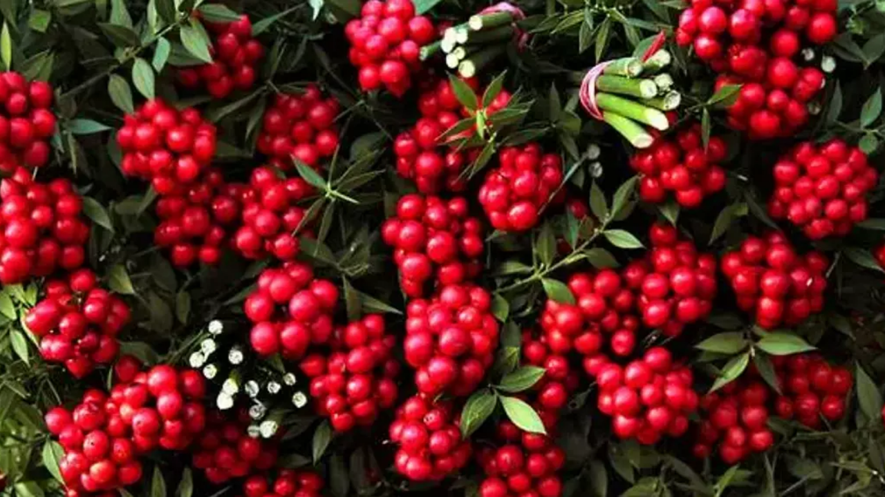 Yılbaşı Geleneği Kokina Evde Nasıl Yapılır Adım Adım Evde Kokina Yapımı