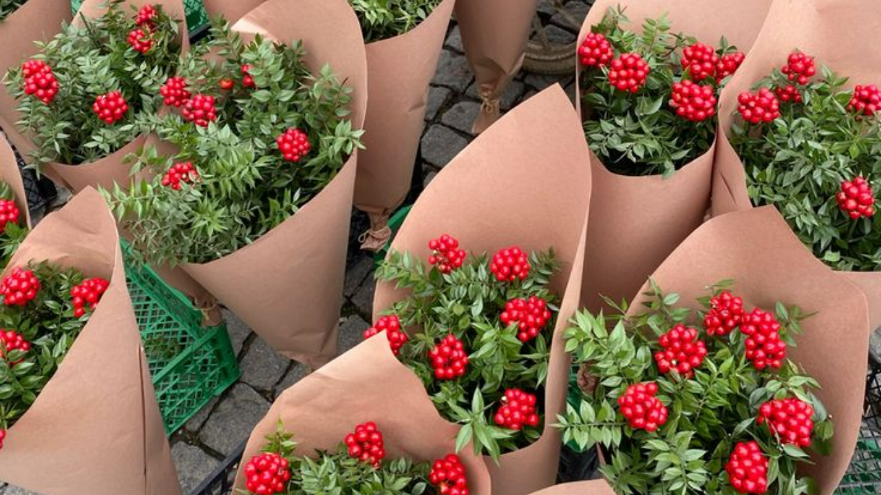 Yılbaşında Neden Kokina Alıyoruz (1)