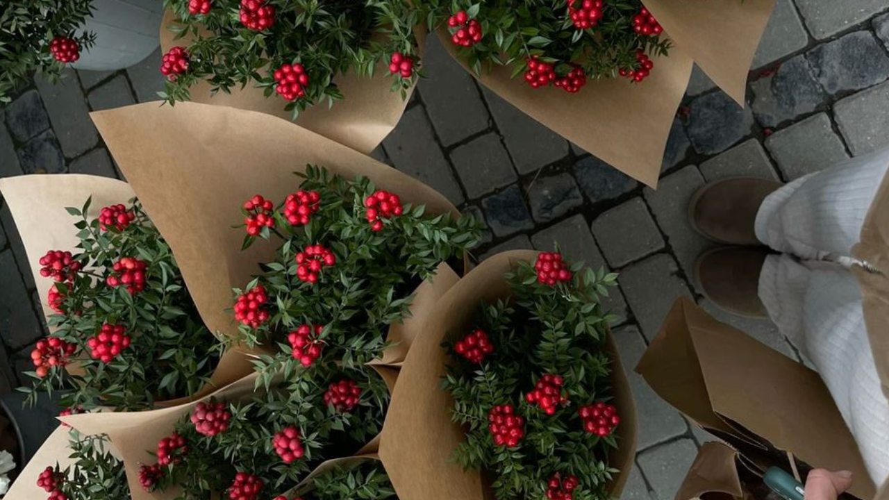 Yılbaşında Neden Kokina Alıyoruz (2)