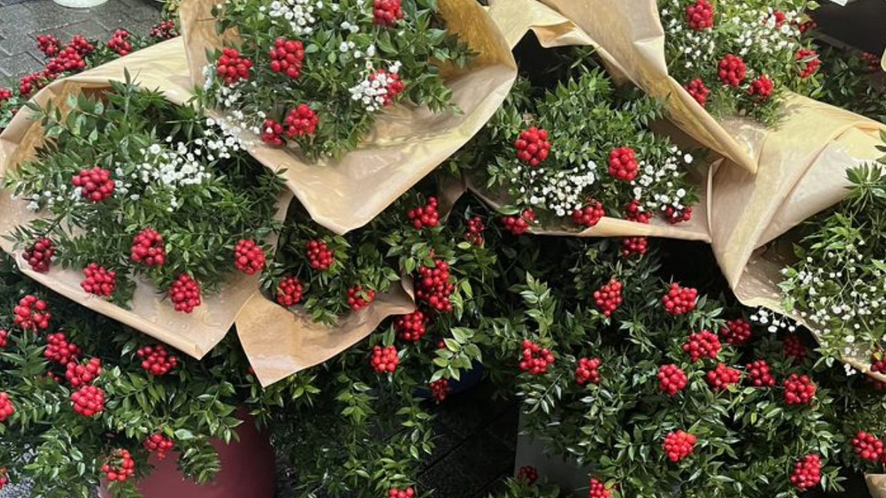 Yılbaşında Neden Kokina Alıyoruz (3)