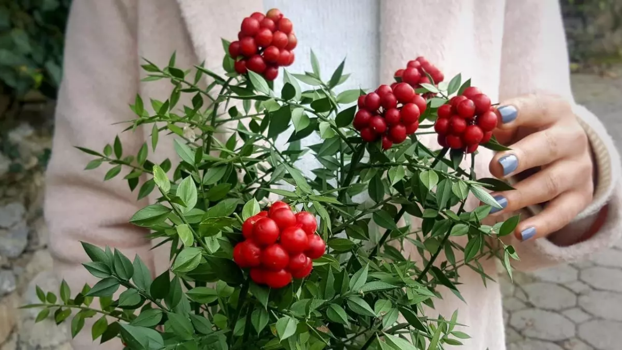 Yılbaşında Neden Kokina Alıyoruz