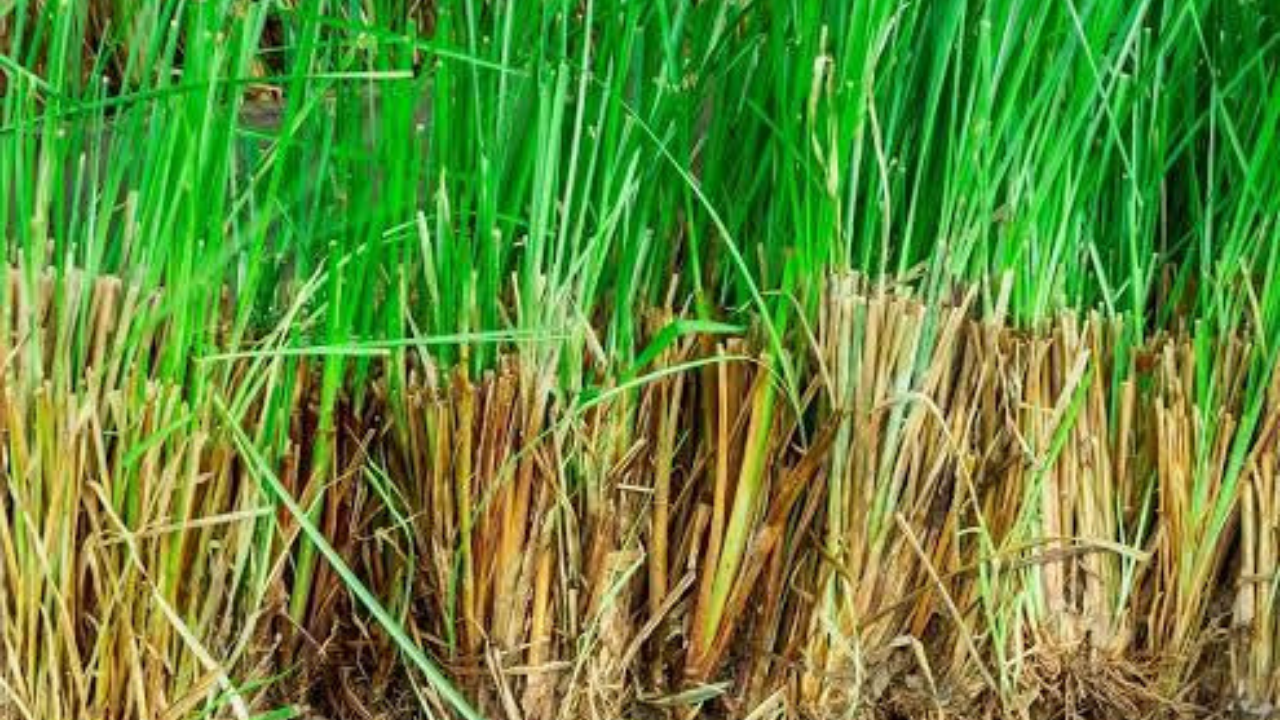 Evinizde Bulunması Gereken Kokular (2)