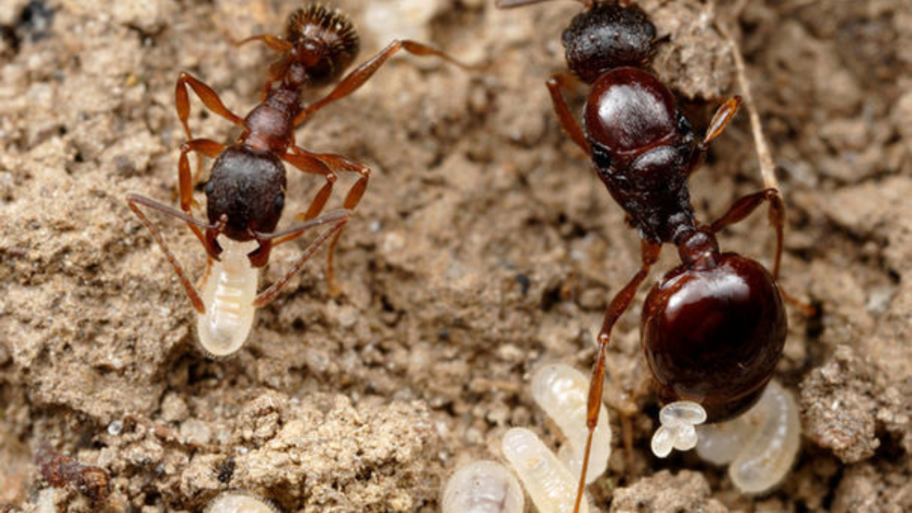 Karınca Yumurtası Yağı (2)