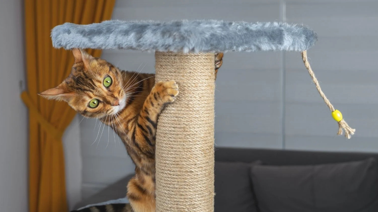 Kedilerinizi Strese Sokmadan