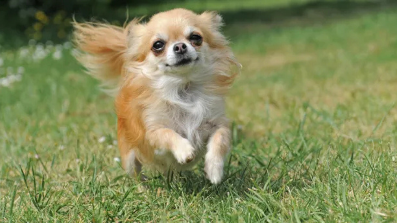 Köpeğinizde Kurt Dna’sı (1)