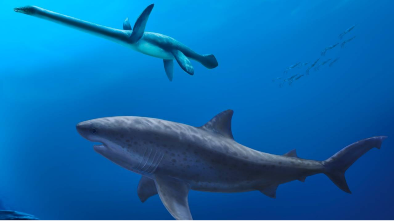 Köpek Balığı (1)