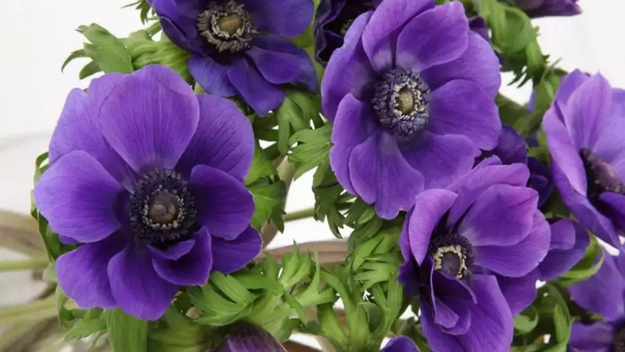 Sevgiliye Anlamlı Çiçekler (1)