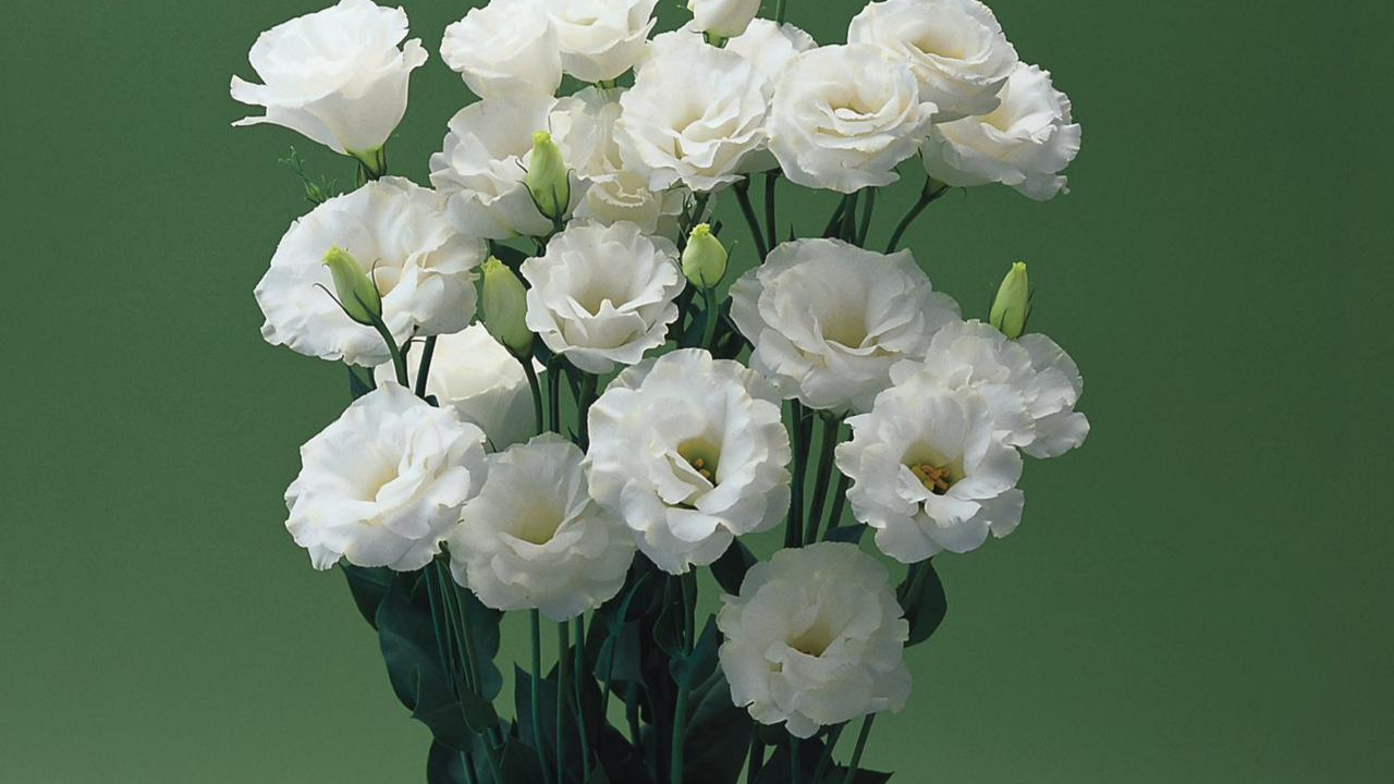 Sevgiliye Anlamlı Çiçekler (2)