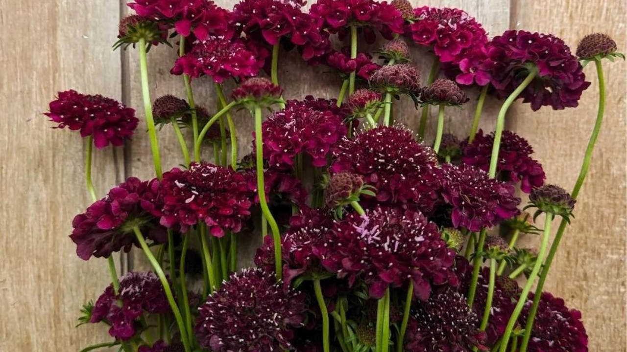 Sevgiliye Anlamlı Çiçekler (5)