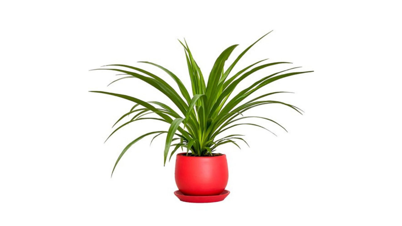 Evde Bakımı En Kolay 5 Bitki (4)