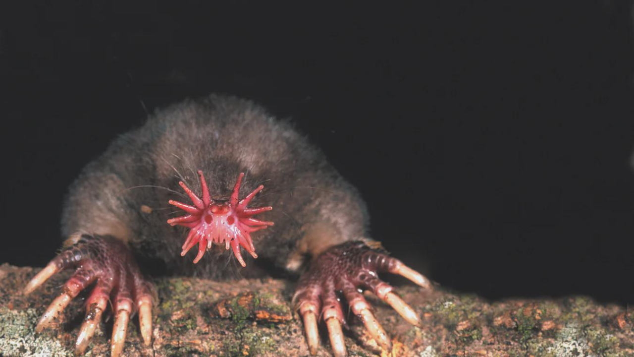 Yıldız Burunlu Köstebek (1)